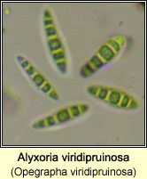 Alyxoria viridipruinosa (Opegrapha viridipruinosa)