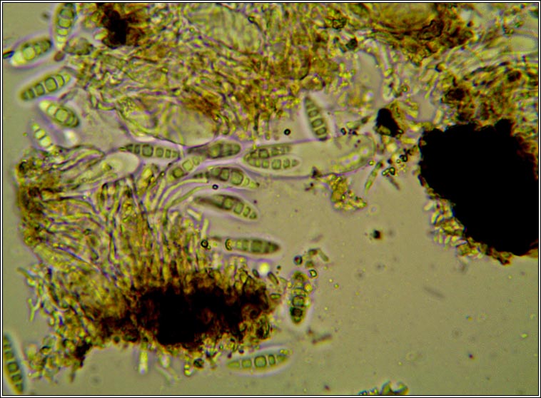 Alyxoria viridipruinosa, Opegrapha viridipruinosa