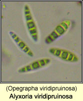 Alyxoria viridipruinosa (Opegrapha viridipruinosa)