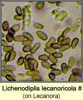 Lichenodiplis lecanoricola (on Lecanora)