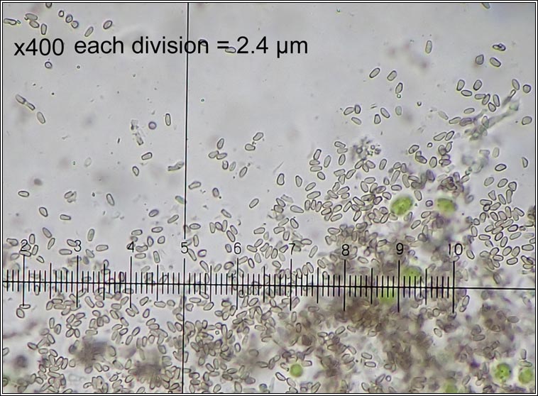 Lichenodiplis lecanoricola