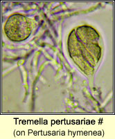 Tremella pertusariae (on Pertusaria hymenea)