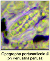 Opegrapha pertusariicola (on Pertusaria pertusa)