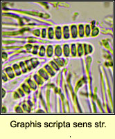 Graphis scripta sens str