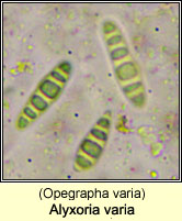 Alyxoria varia (Opegrapha varia)