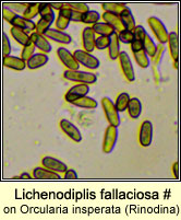 Lichenodiplis fallaciosa (on Orcularia insperata)