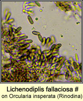 Lichenodiplis fallaciosa (on Orcularia insperata)