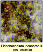 Lichenoconium lecanorae