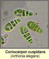 Coniocarpon cuspidans (Arthonia elegans)