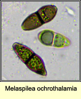 Melaspilea ochrothalamia