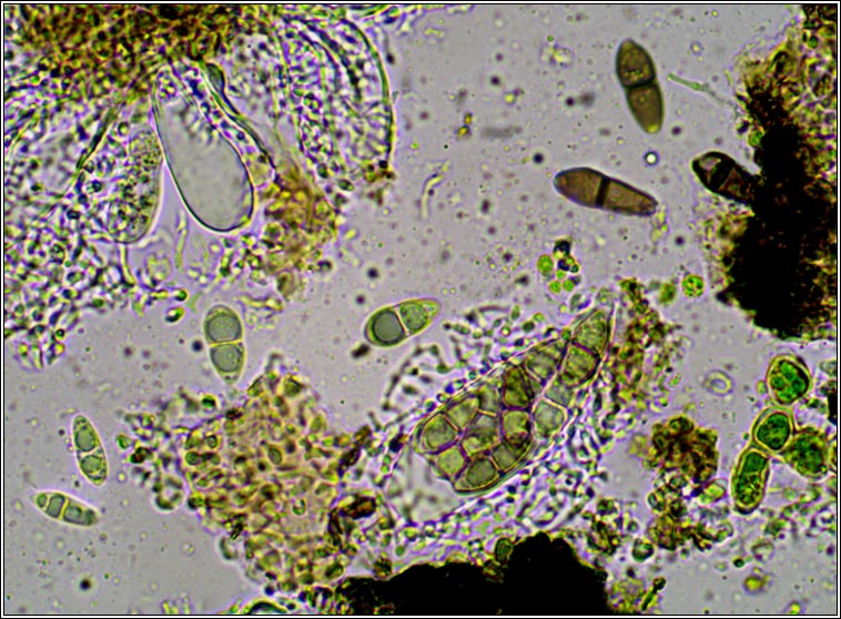 Melaspilea ochrothalamia