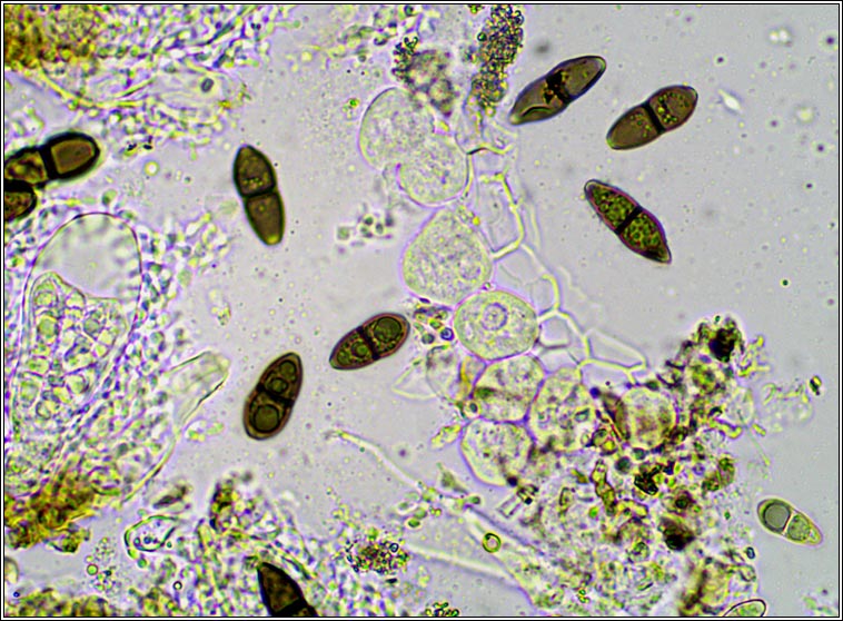 Melaspilea ochrothalamia