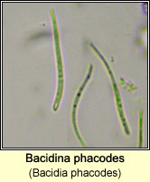 Bacidina phacodes  (Bacidia phacodes)