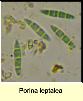 Porina leptalea