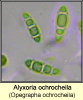 Alyxoria ochrocheila (Opegrapha ochrocheila)