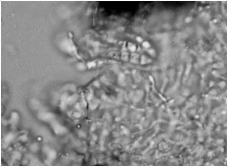 Alyxoria ochrocheila, Opegrapha ochrocheila