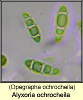 Alyxoria ochrocheila (Opegrapha ochrocheila)