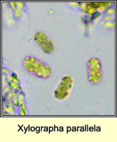 Xylographa parallela