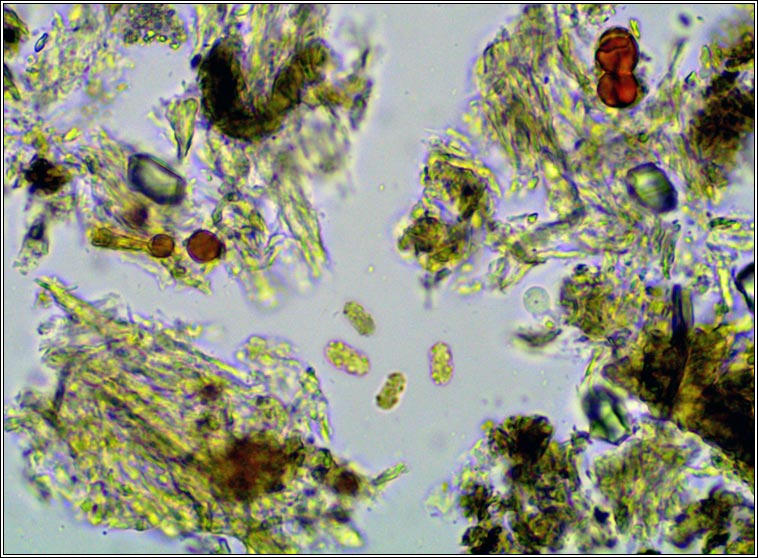 Xylographa parallela