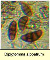 Diplotomma alboatrum