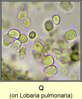 Q on Lobaria pulmonaria