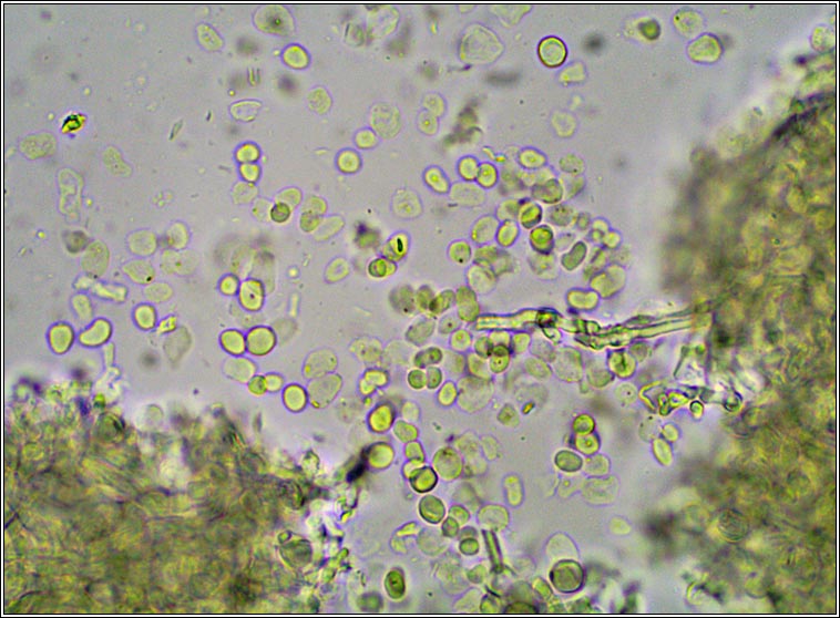 Q on Lobaria pulmonaria