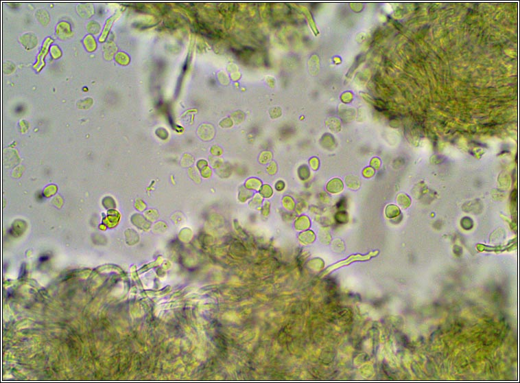 Q on Lobaria pulmonaria