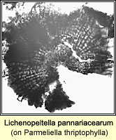 Lichenopeltella pannariacearum on Parmeliella thriptophylla