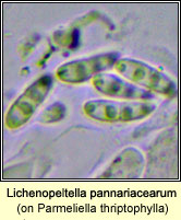 Lichenopeltella pannariacearum on Parmeliella thriptophylla