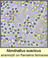 Abrothallus suecicus (anamorph) on Ramalina farinacea