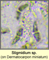 Stigmidium sp on Dermatocarpon miniatum