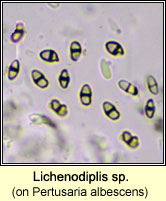 Lepra albescens (Pertusaria)