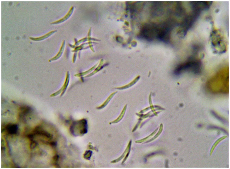 Spirographa fusisporella s. lat