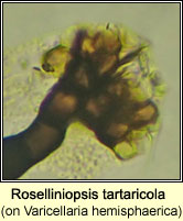 Roselliniopsis tartaricola on Varicellaria hemisphaerica