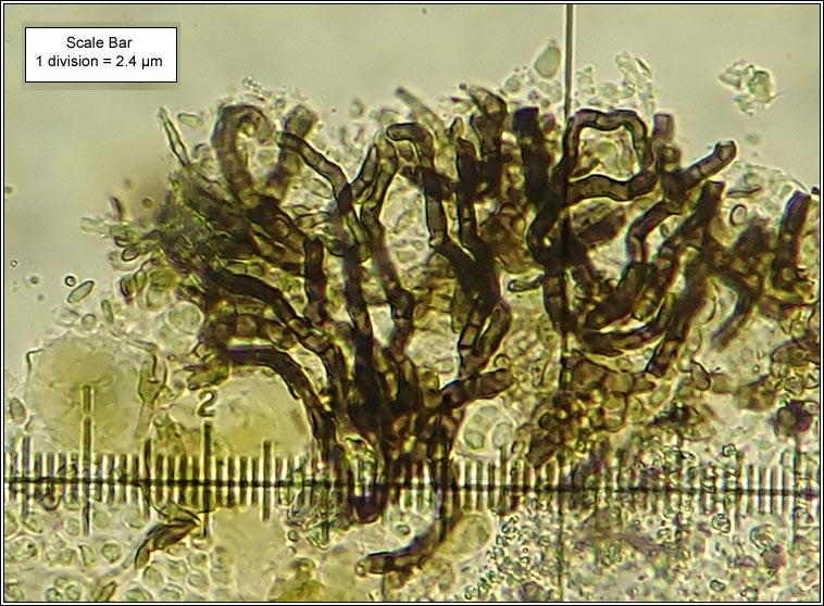 Talpapellis beschiana