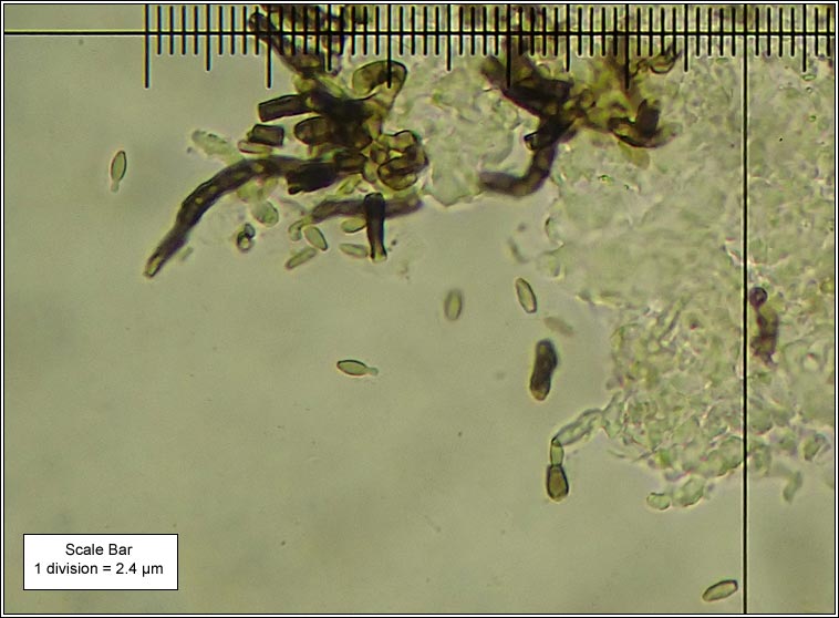 Talpapellis beschiana