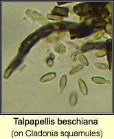 Talpapellis beschiana on Cladonia squamules