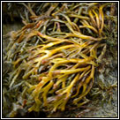 Pelvetia canaliculata, Channelled wrack