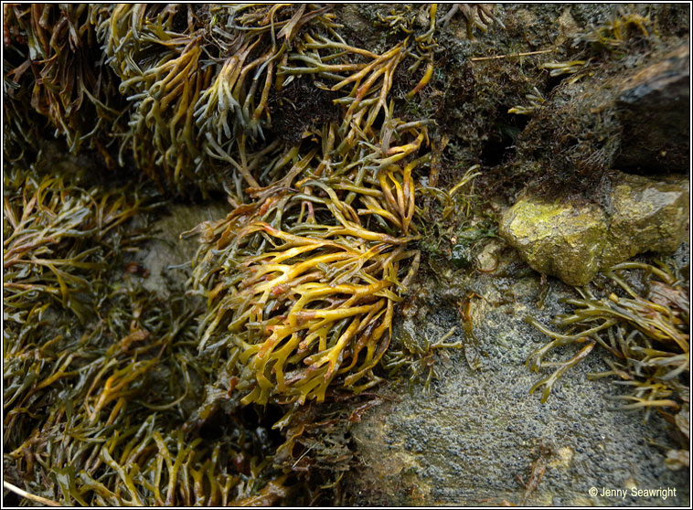 Pelvetia canaliculata, Channelled wrack